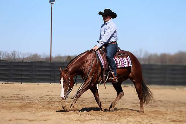 finished-quarter-horse