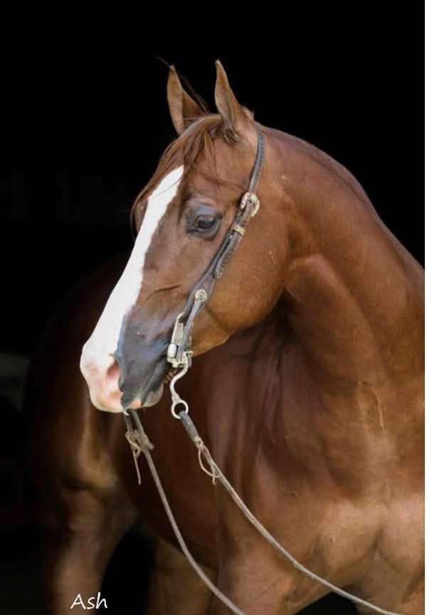 ranch-versatility-quarter-horse