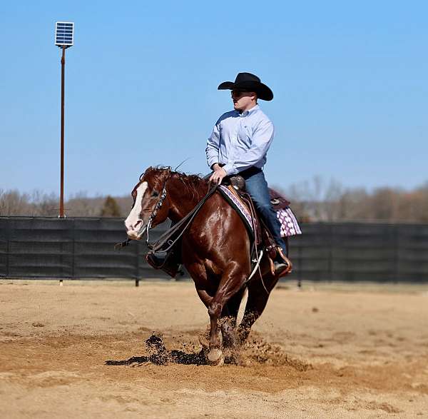 reining-quarter-horse