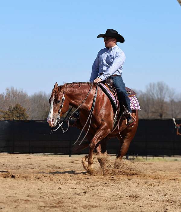 roping-quarter-horse