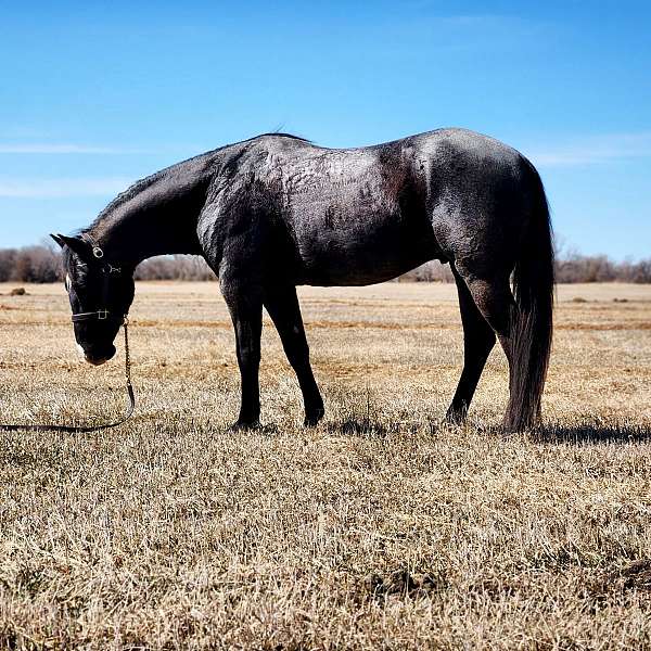 barrel-quarter-horse