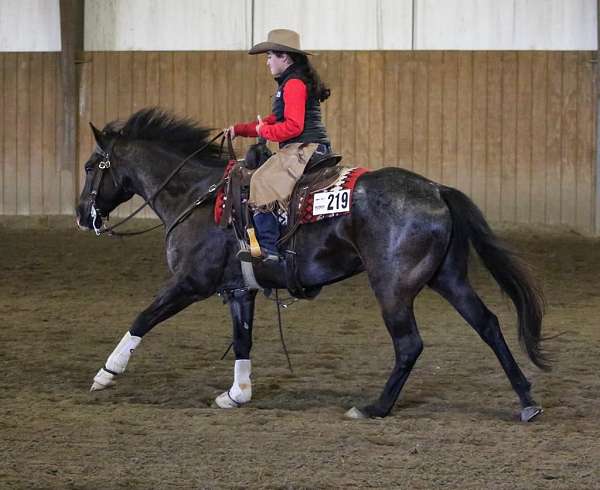 jumping-quarter-horse