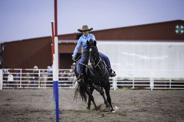 ranch-versatility-quarter-horse