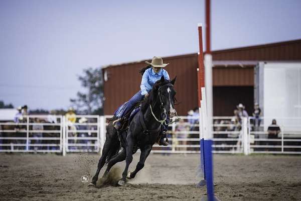 trail-quarter-horse