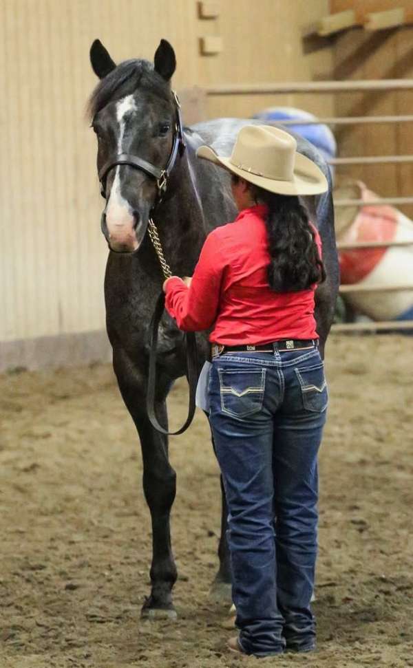 working-cattle-quarter-horse