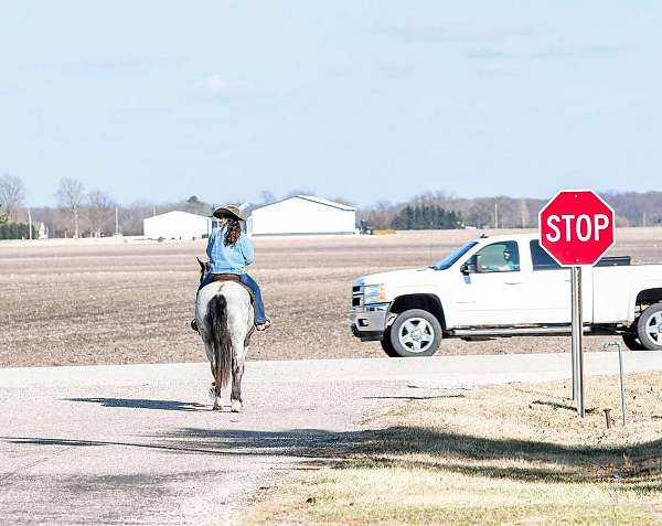 driving-draft-horse