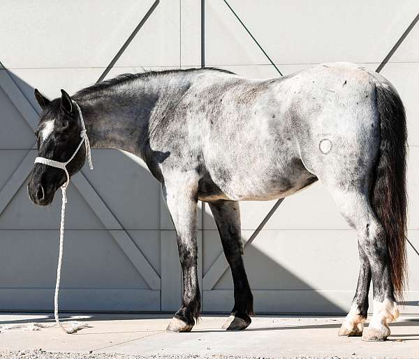 cross-draft-horse