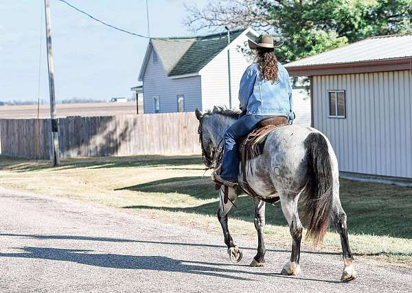 flashy-draft-horse