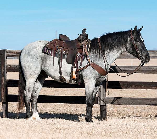 athletic-draft-horse