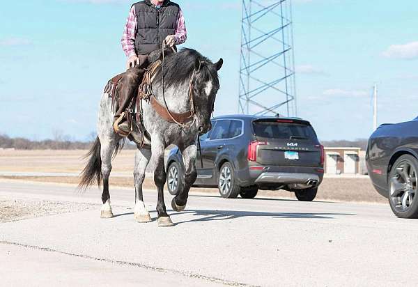 husband-safe-draft-horse