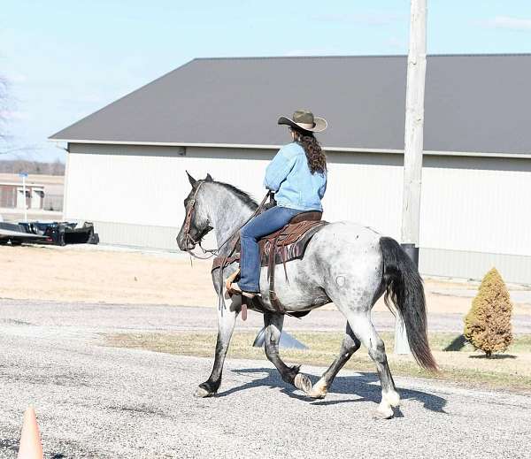 parade-draft-horse