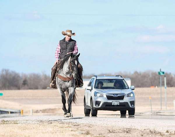 performance-draft-horse