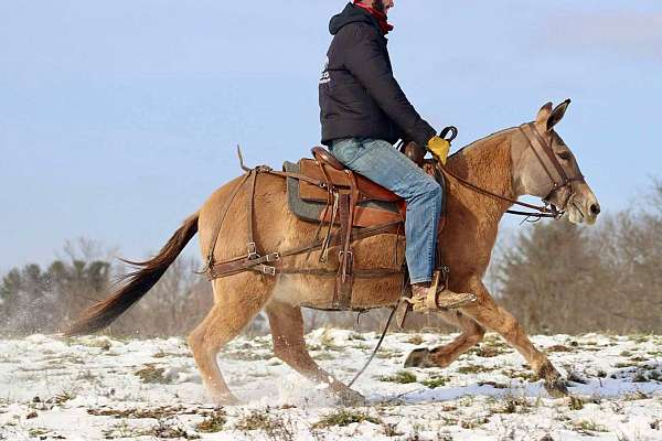 mule-quarter-horse