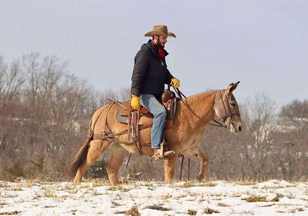 trail-quarter-horse