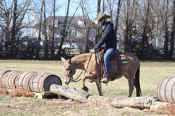 all-around-quarter-horse