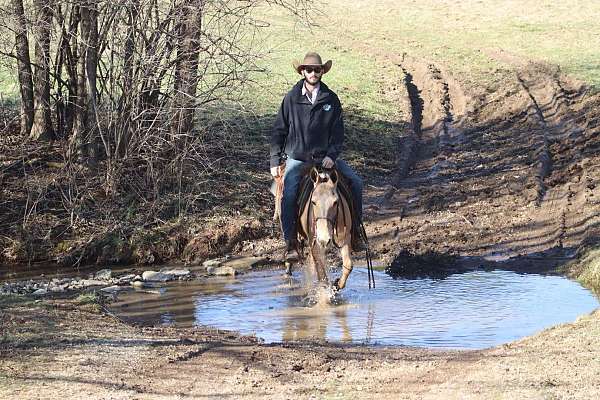 athletic-quarter-horse