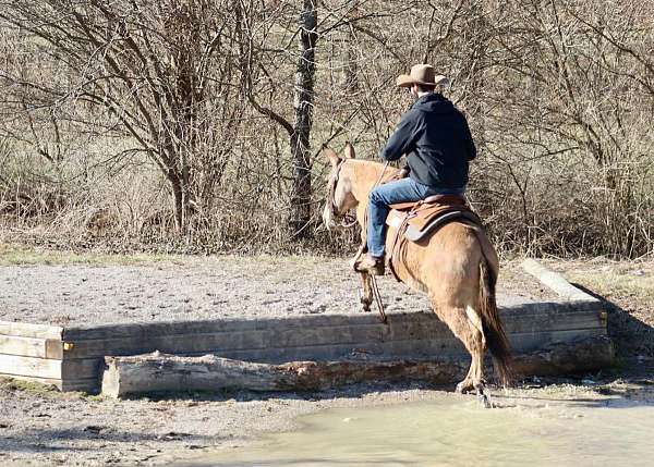 beginner-quarter-horse