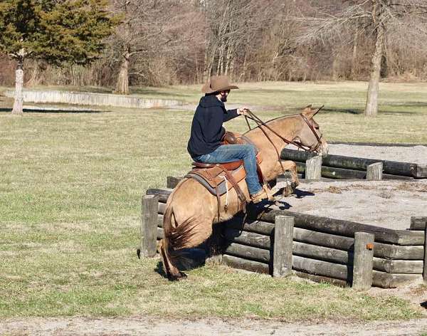 experienced-quarter-horse