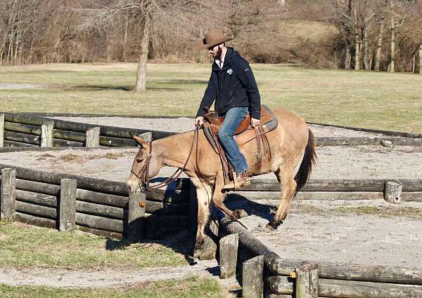 flashy-quarter-horse