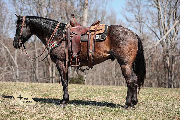 blue-roan-none-horse