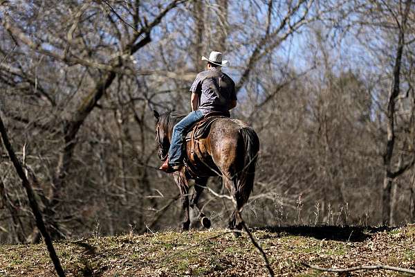 ranch-work-quarter-horse