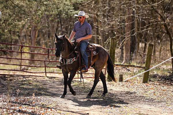 beginner-safe-quarter-horse