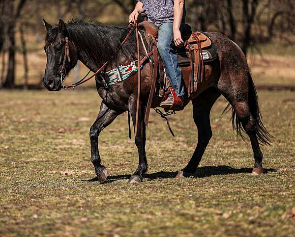 trail-quarter-horse