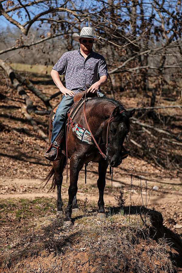 all-around-quarter-horse