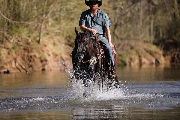 beginner-quarter-horse