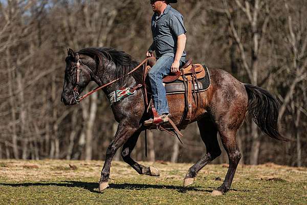 experienced-quarter-horse