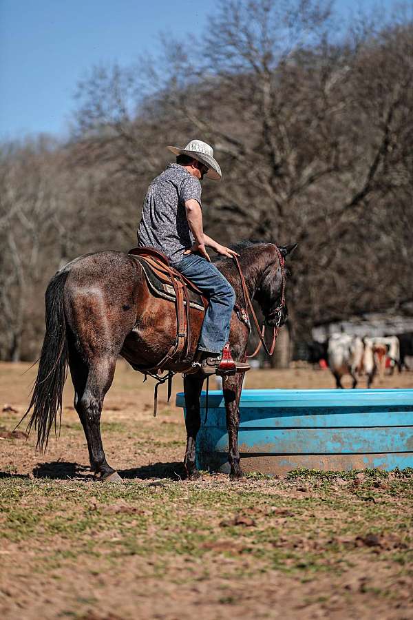 flashy-quarter-horse