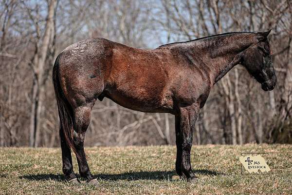 husband-safe-quarter-horse