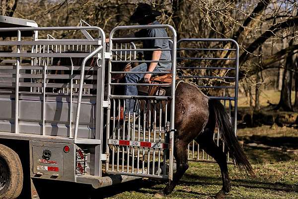 kid-safe-quarter-horse