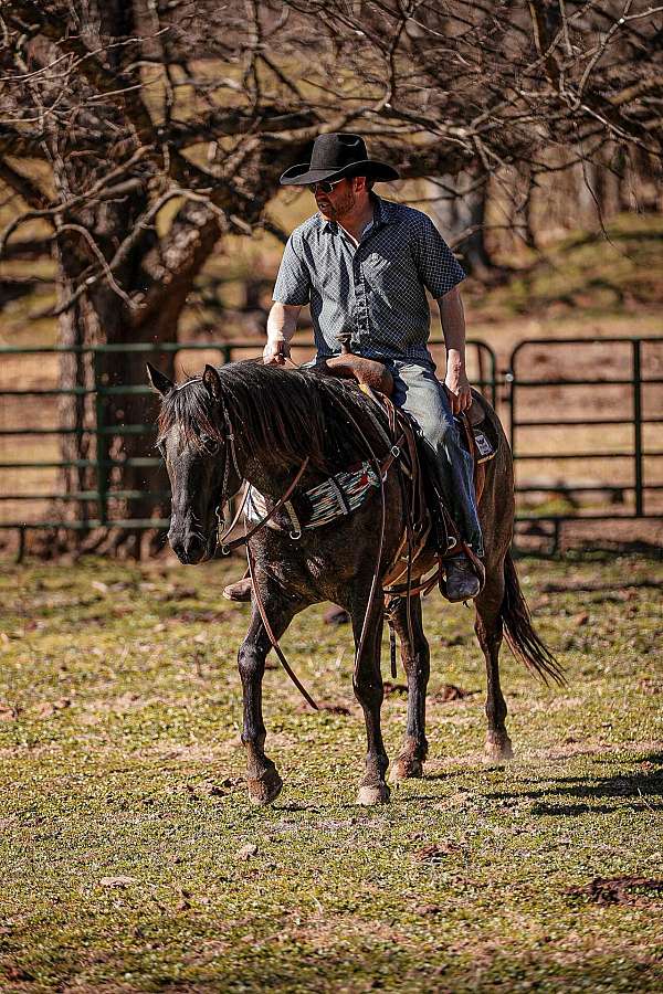 ranch-quarter-horse