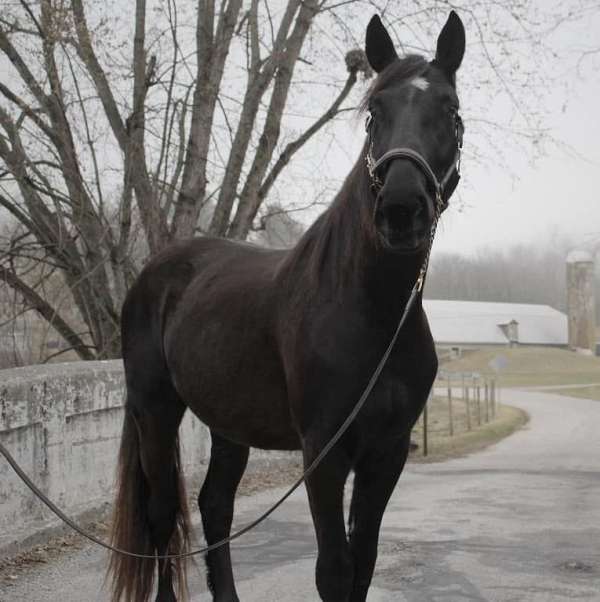 back-up-percheron-horse