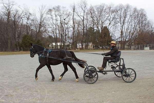 bath-percheron-horse