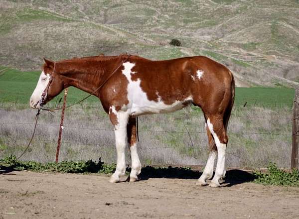 beginner-safe-quarter-horse