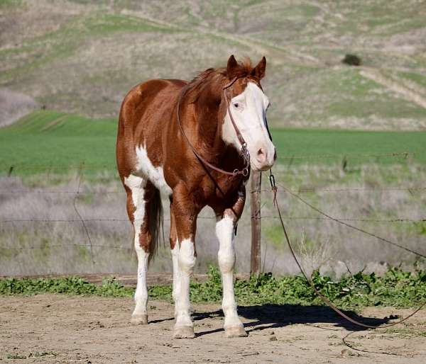 quarter-horse