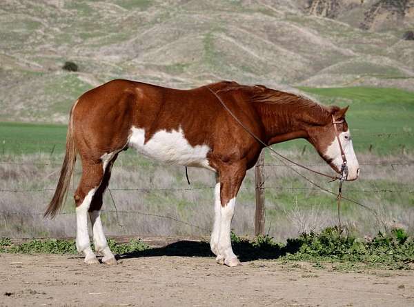 ranch-work-quarter-horse