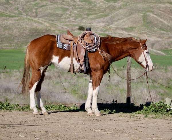 all-around-quarter-horse