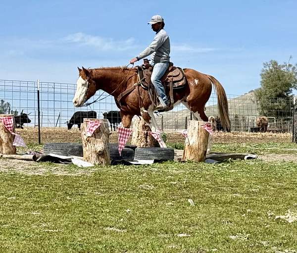 athletic-quarter-horse