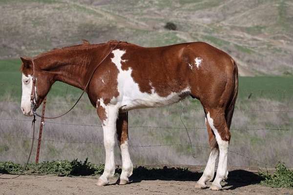 family-horse-quarter