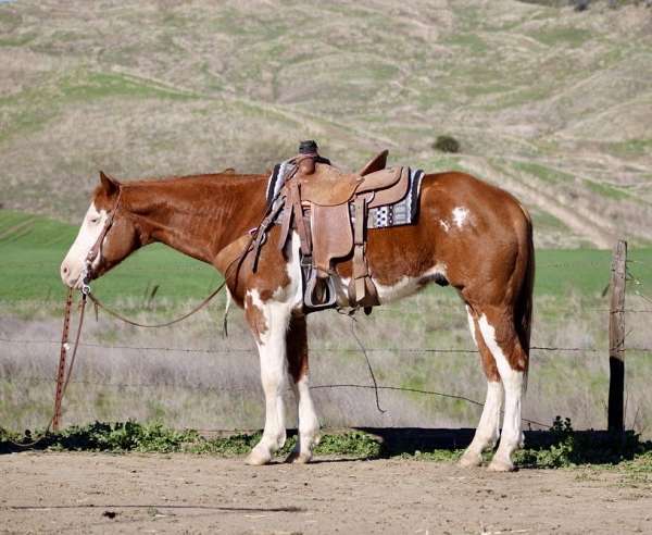 paint-quarter-horse