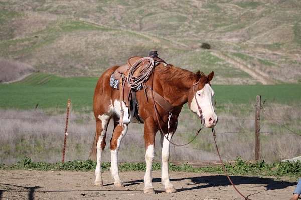 trail-quarter-horse