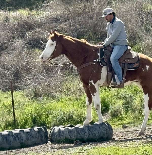 flashy-quarter-horse