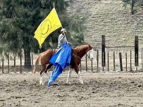 husband-safe-quarter-horse