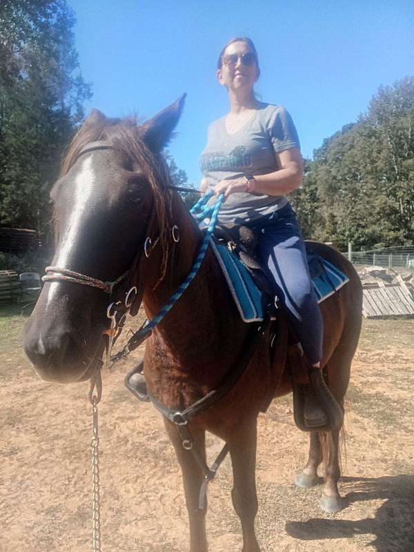 brown-kentucky-mountain-gelding