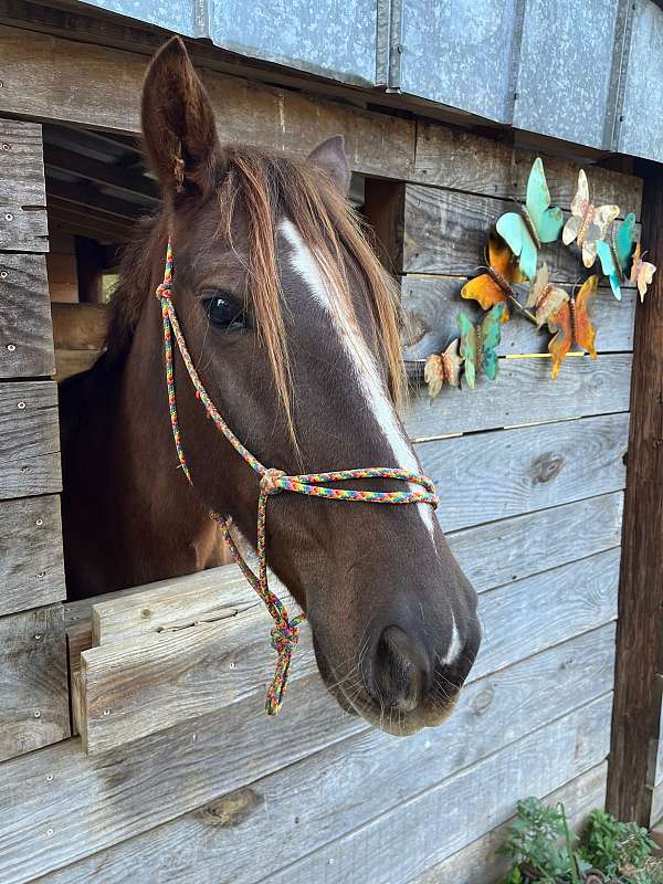 brown-gelding-for-sale