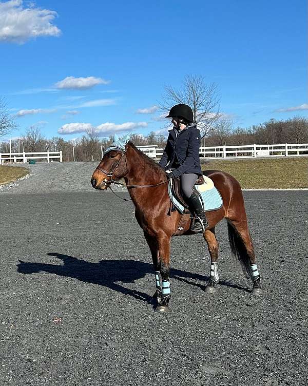 dappled-quarter-pony