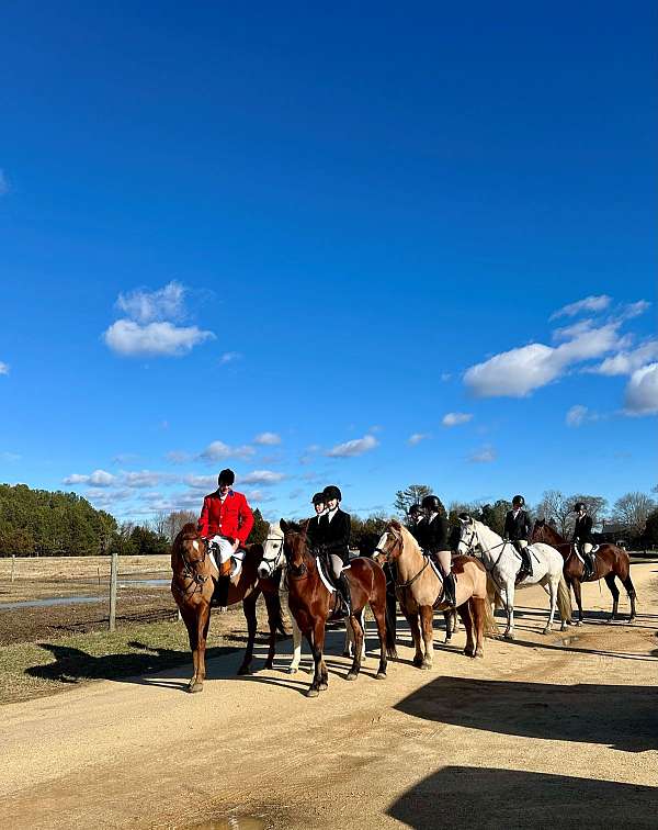 dressage-quarter-pony